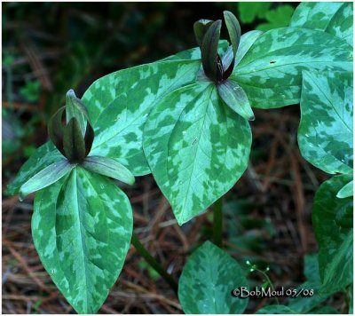 Toadshade Trillium