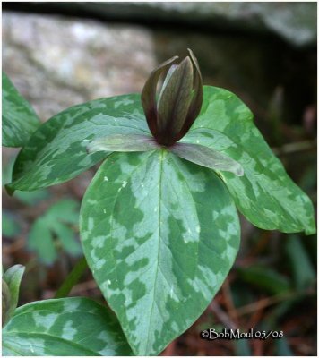 Toadshade Trillium