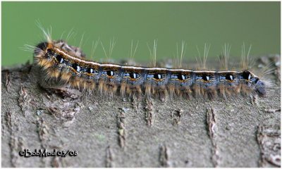 Eastern Tent Caterpillar MothMalacosoma americanum #7701