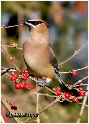 Cedar Waxwing