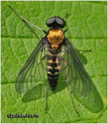 Gold Backed Snipefly-Male