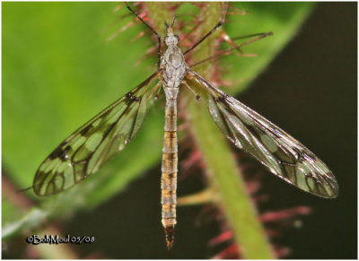 Crane Fly-Female