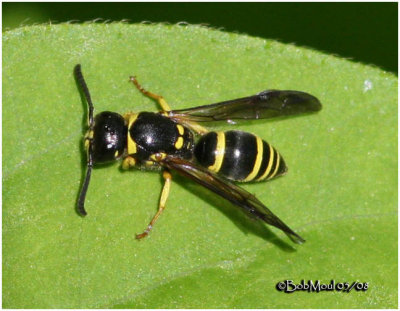 Mason Wasp