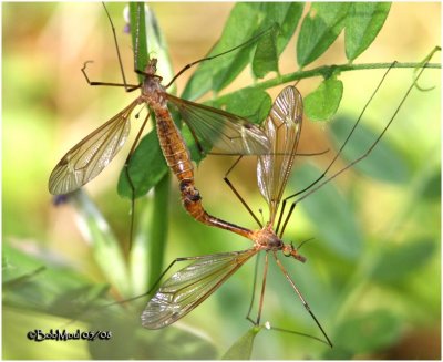 Crane Fly-Mating