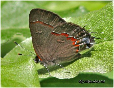 Red Banded Hairstreak