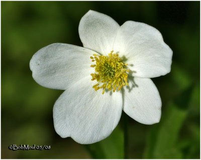 Canada Anemone