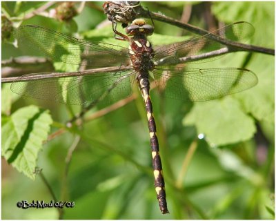 Brown Spiketail-Immature Male