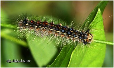 <h5><big>Gypsy Moth Caterpillar <BR></big><em>Lymantria dispar #8318</h5></em>