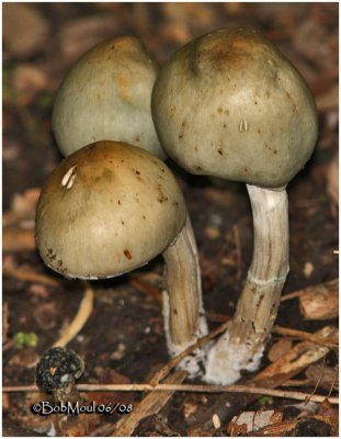 Fungi33
