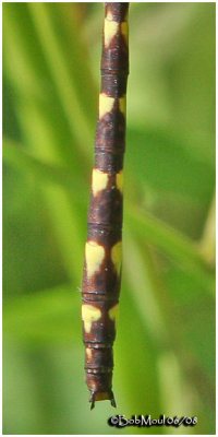 Brown Spiketail-Male Appendage