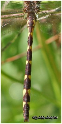 Brown Spiketail-Male Dorsal