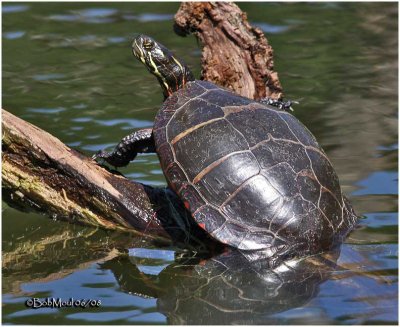 Painted Turtle