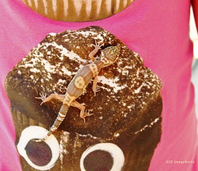 Gecko George and muffin shirt.JPG