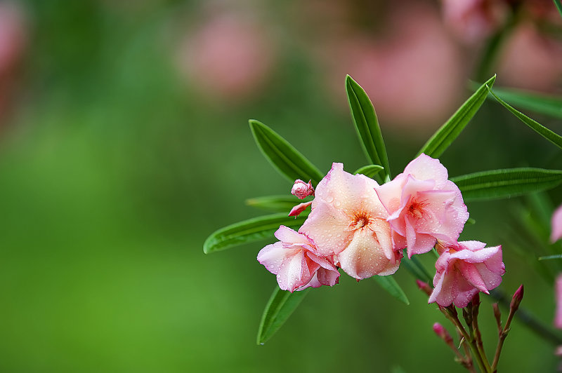 Backyard Flower