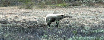 IMG_1018a.JPG