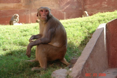agra33-agra fort