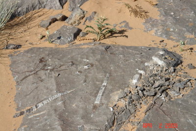 sahara66 fossils.JPG