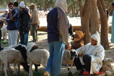 sheep market 08.JPG