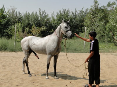 turkmenistan18 horse farm.JPG