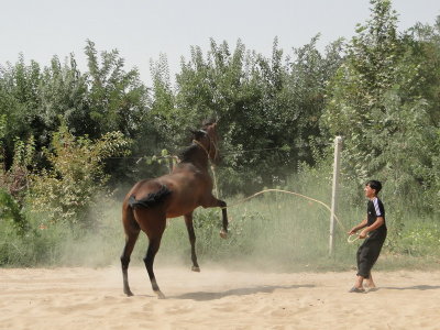 turkmenistan20 horse farm.JPG