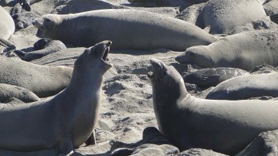 083 seal watching .JPG