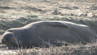 138 point lobos state park.JPG