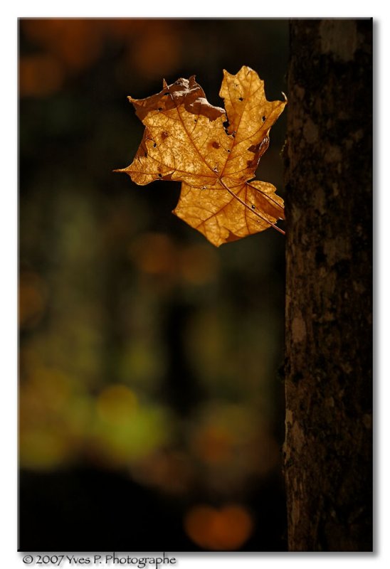 Sur une note plus automnale ...