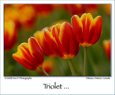 Triolet (May 2008) ...
