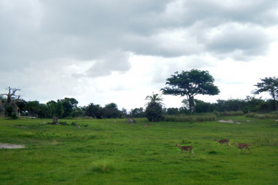 Kilimanjaro Safaris