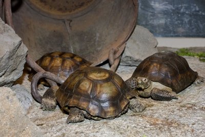 High Desert Tortoise