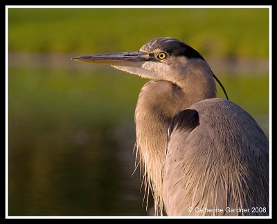 GBH
