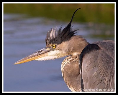 GBH