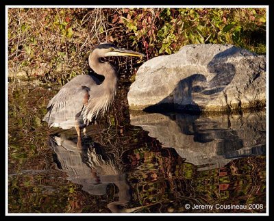 GBH