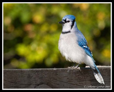 Bluejay