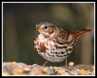 Fox Sparrow