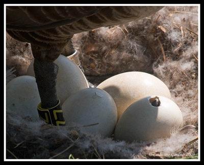 Goose Hatching