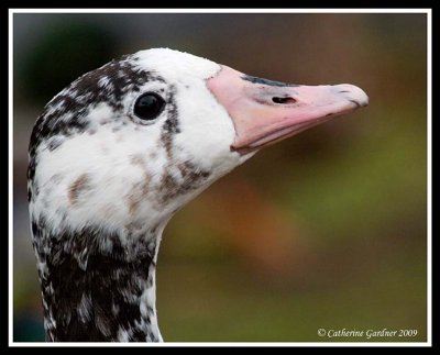 Blue-Morph Snow Goose Mix ?