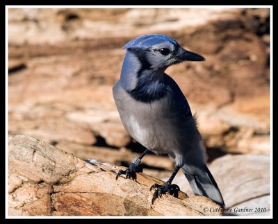 Banded Blue Jay