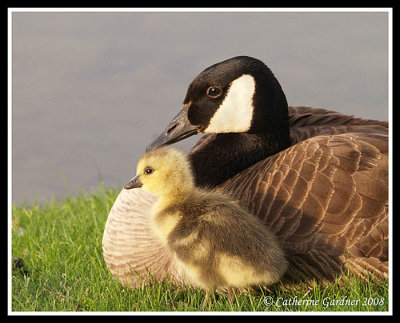 New Mom At Dusk