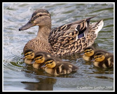 Duck Family 2