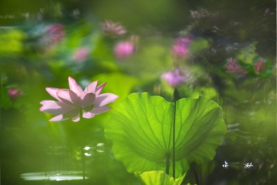 _MG_9864