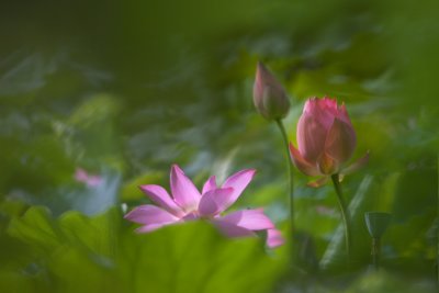 _MG_0170