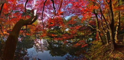 :: 京都植物園 ::