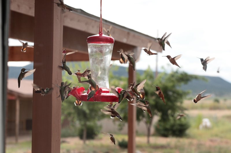 My Bird Feeder