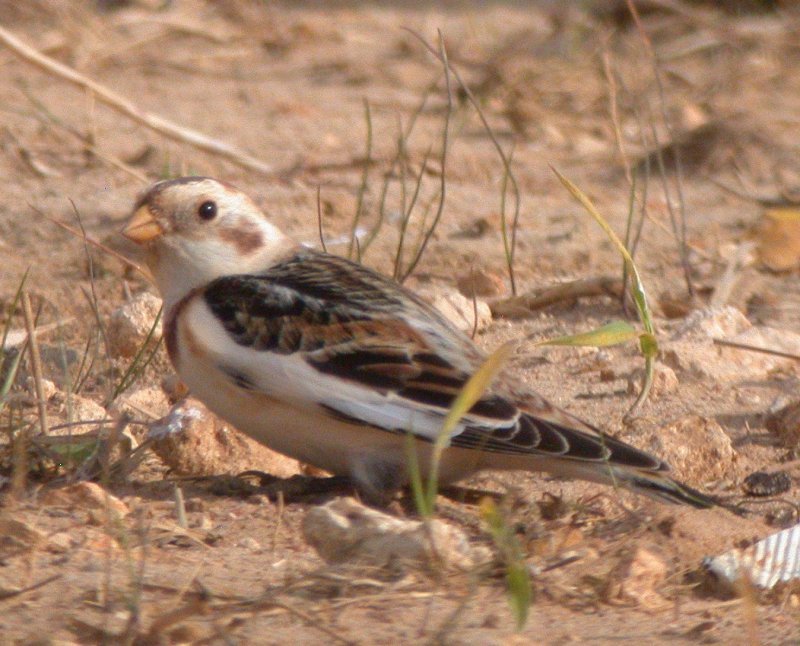 Snow Bunting