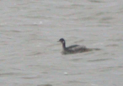 Eared Grebe