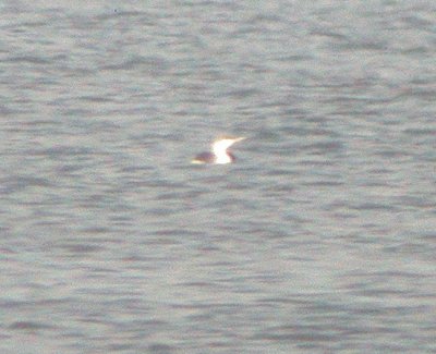 Red-throated Loon