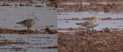 Am. Golden-Plovers (x3)