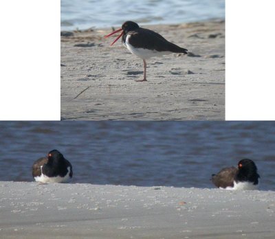 Am. Oystercatcher