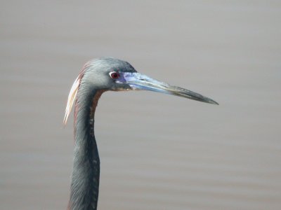 Tricolored Heron